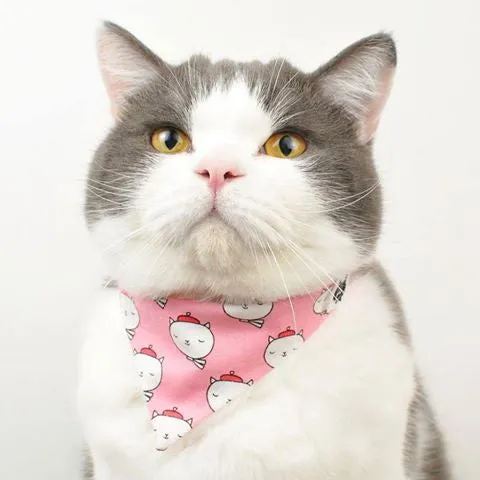 Oui, oui Kitty